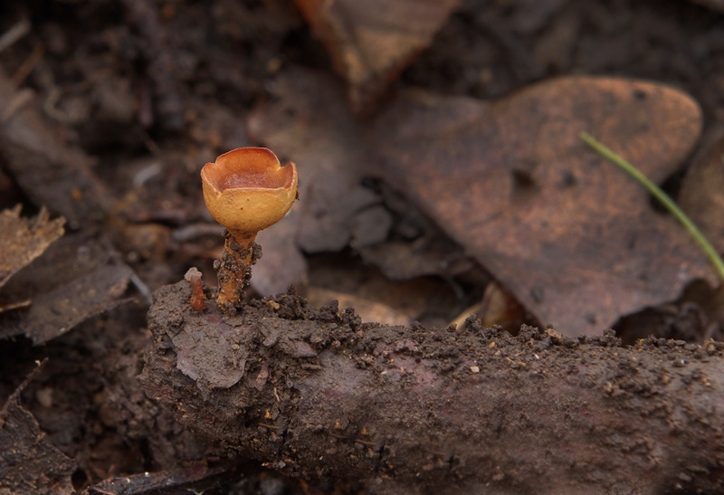 Rutstroemia bolaris